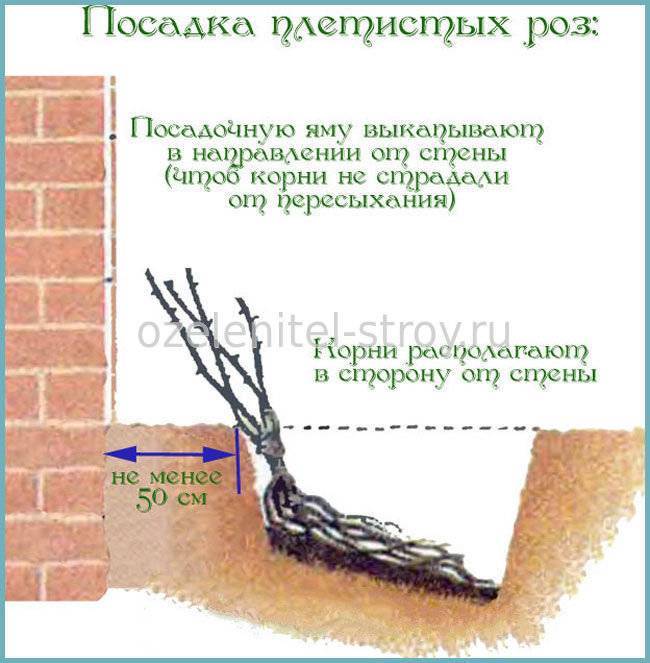 Роза парковая схема посадки