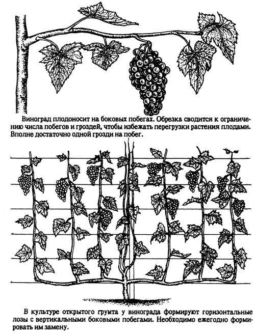 Виноград юлиан: описание и характеристики сорта, посадка и уход с фото