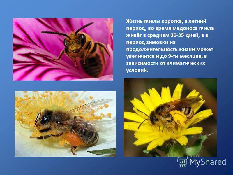 Развитие рабочей пчелы от яйца до взрослой особи: подробно