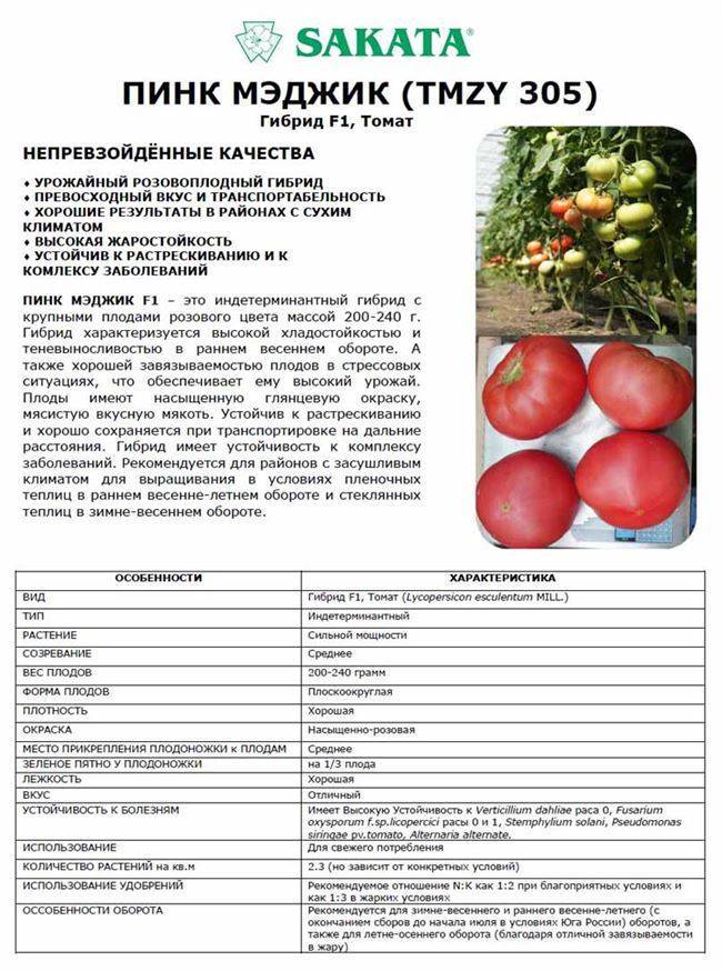 Томат пинк: отзывы, фото, урожайность | tomatland.ru