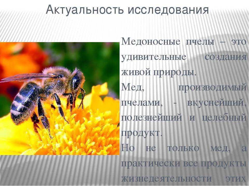 Особенности медоносной пчелы