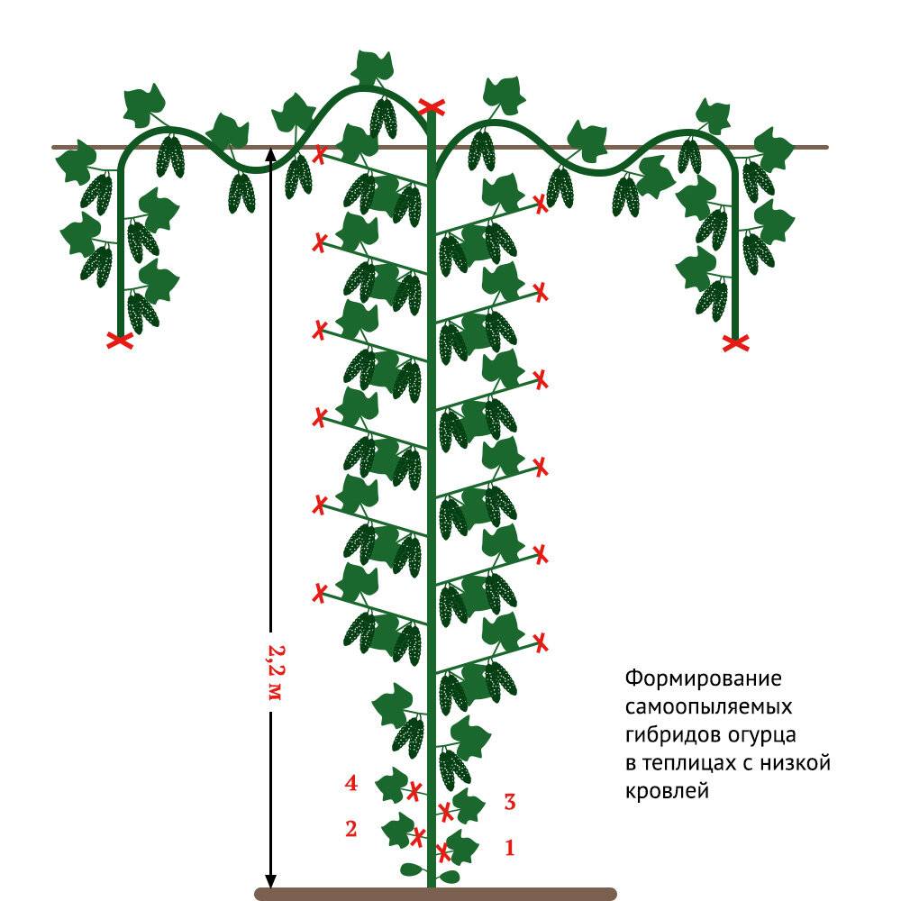 Огурцы на шпалере в открытом грунте схема