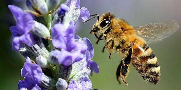Украинская степная порода пчел полесья