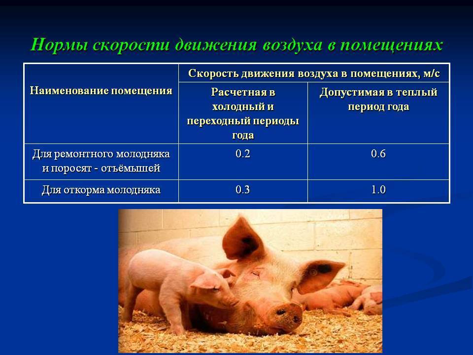 Кормление свиней - пошаговая инструкция, подбор оптимального состава и времени кормления