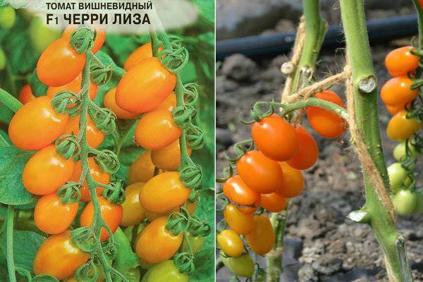 Мелкоплодные сорта томатов с описанием и фото