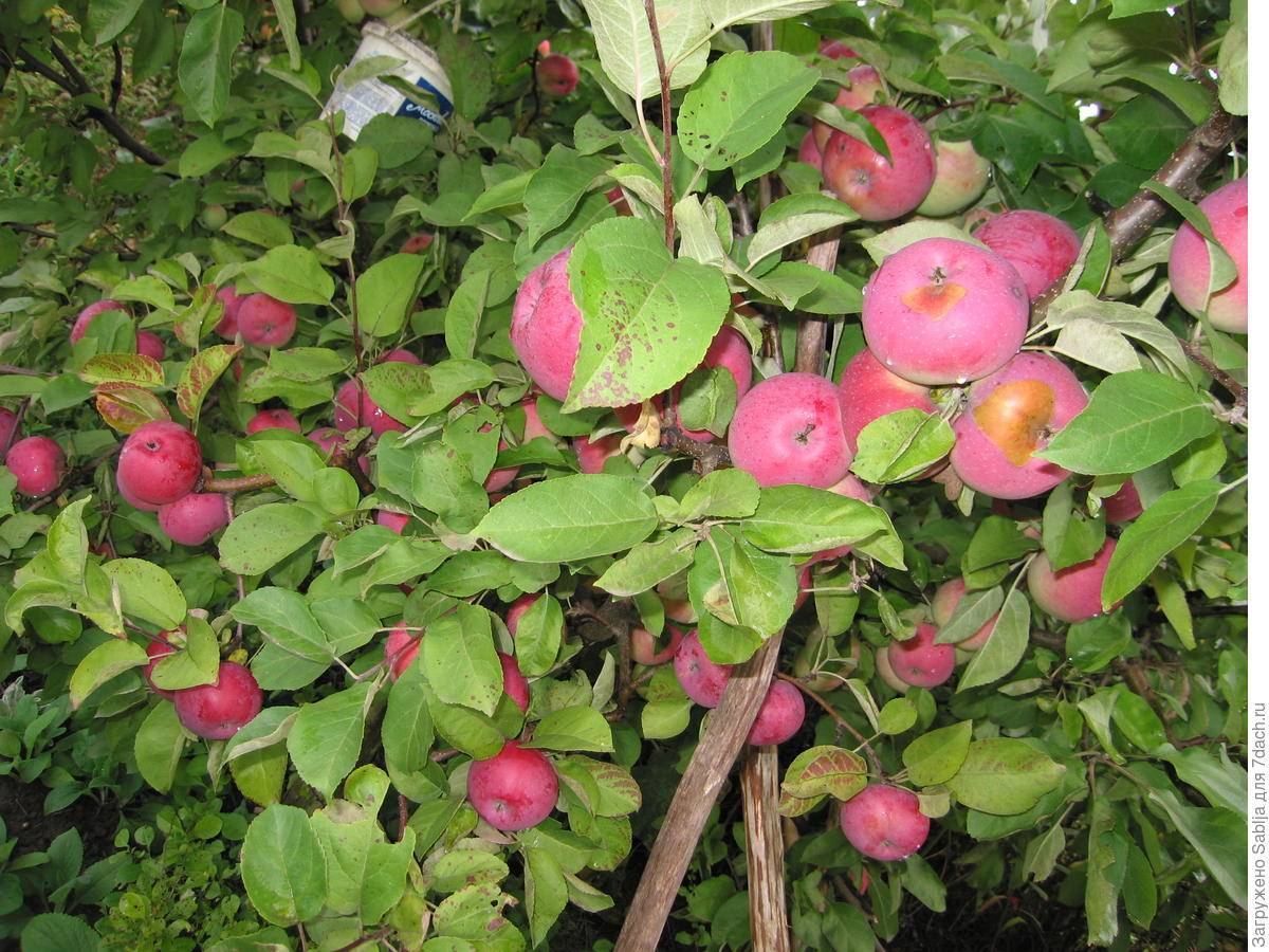 Яблоня лобо: характеристика и описание сорта, особенности посадки и ухода за деревом, фото, отзывы