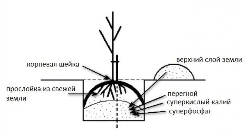 Посадка груши весной: в средней полосе и других регионах россии