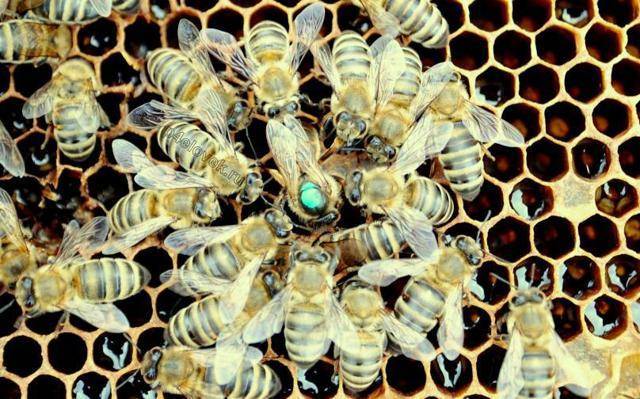 Вывод пчелиных маток на пасеке для начинающих: методы, календарь