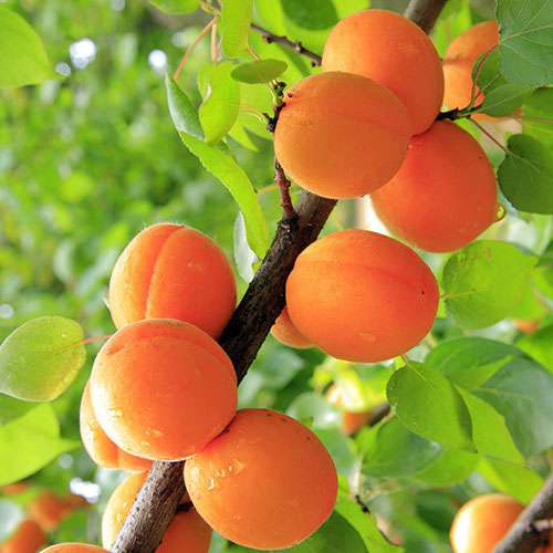 Лучшие сорта абрикос для выращивания в подмосковье: рекомендации по уходу