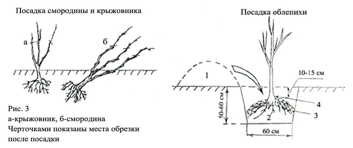 Схема посадки красной смородины