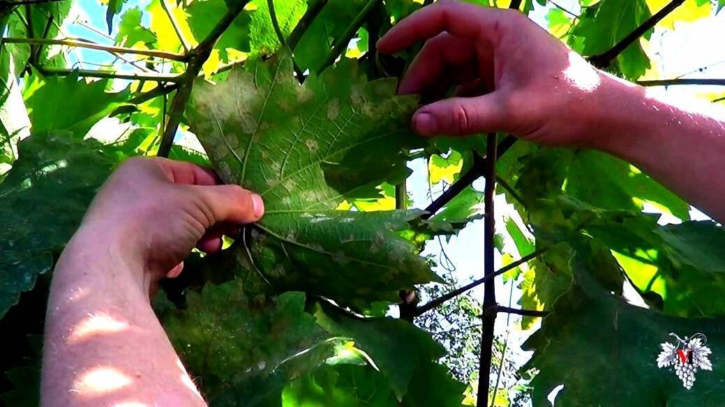 Милдью на винограде: как бороться и чем лечить, устойчивые сорта, описание с фото заболевания, химические препараты и народные средства
