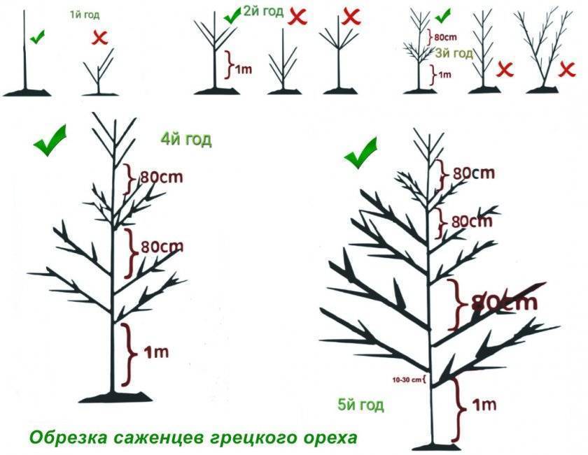 Денежное дерево формирование кроны пошагово схема