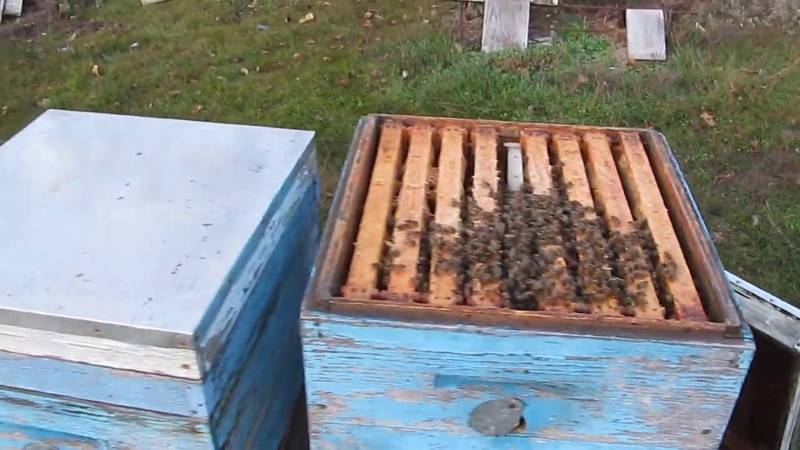 Объединение пчелосемей: как и когда лучше всего объединять, для чего это делается, способы придания пчёлам одного запаха, советы пчеловодов