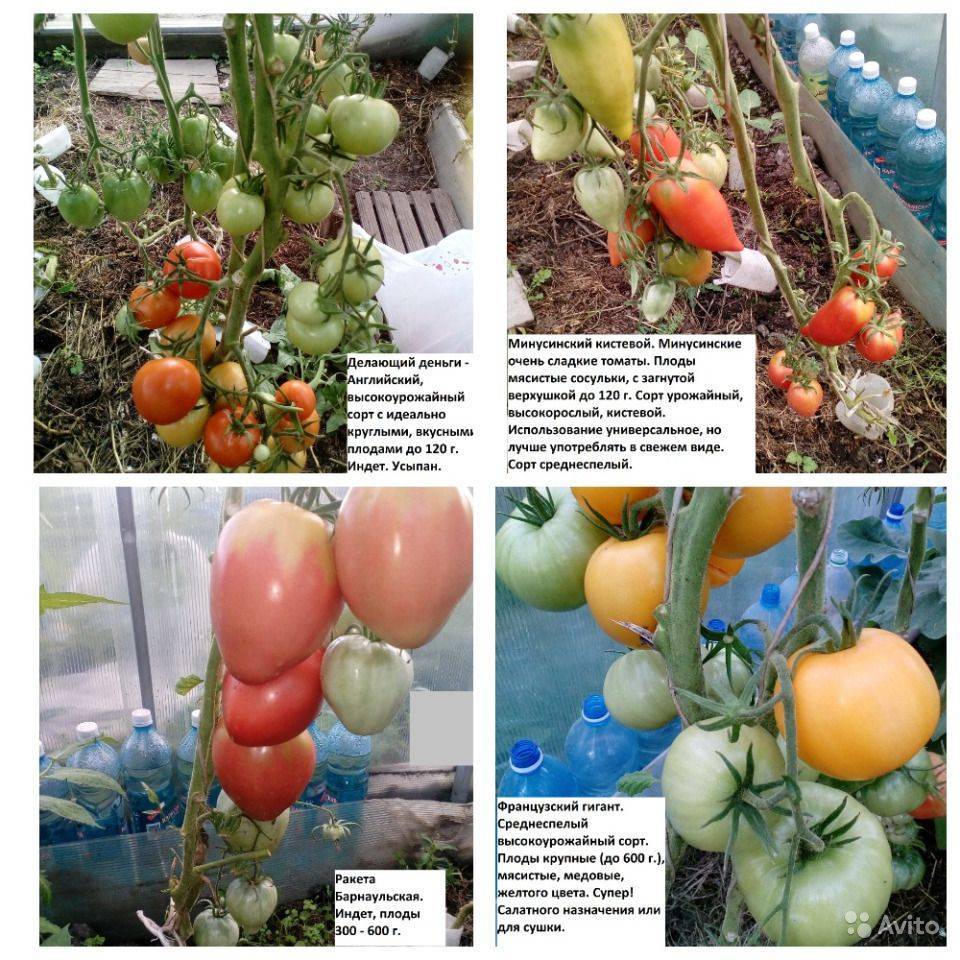 Описание томата Денежное дерево и агротехника выращивания