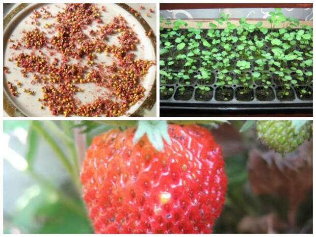 Как вырастить клубнику из семян: советы и инструкции как семенами вырастить клубнику (110 фото)
