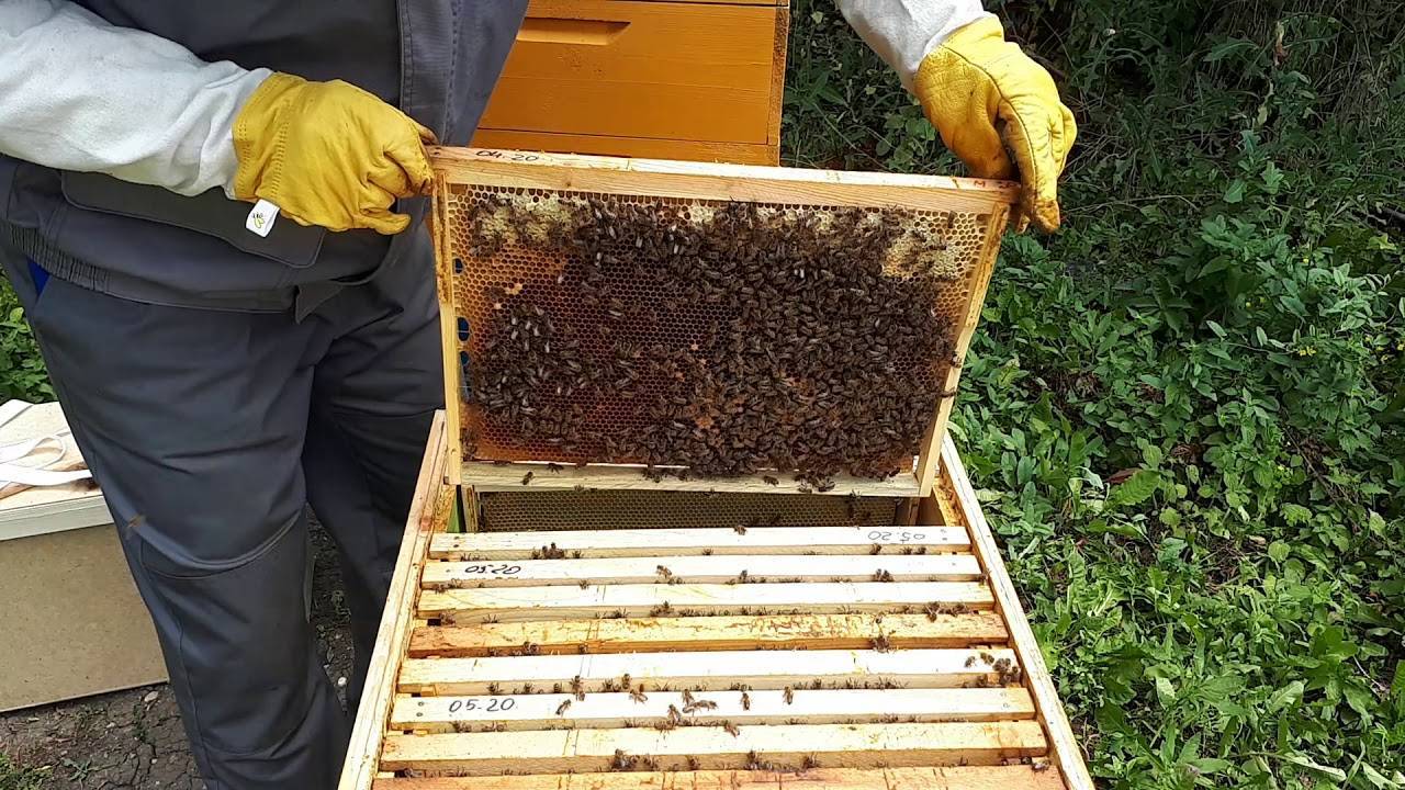 Пчело- и шмелеопыление: каким тепличным культурам оно требуется и как происходит