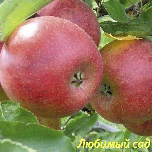 Фуджи яблоки: описание и характеристика сорта, чем полезны, посадка и уход