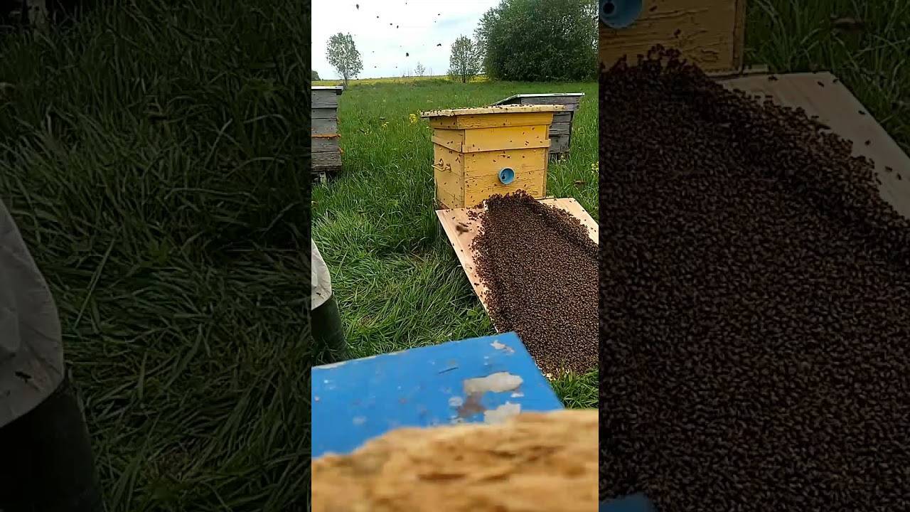 Как поймать рой пчел: правильные и эффективные способы