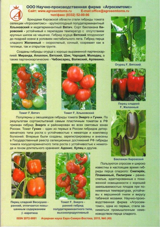 Описание томата Раджа, характеристика плодов и отзывы садоводов