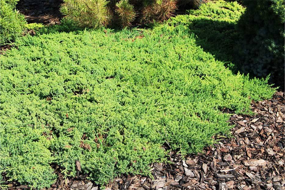 Можжевельник лежачий нана (juniperus procumbens nana): описание с фото, посадка и уход, применение сорта в ландшафтном дизайне