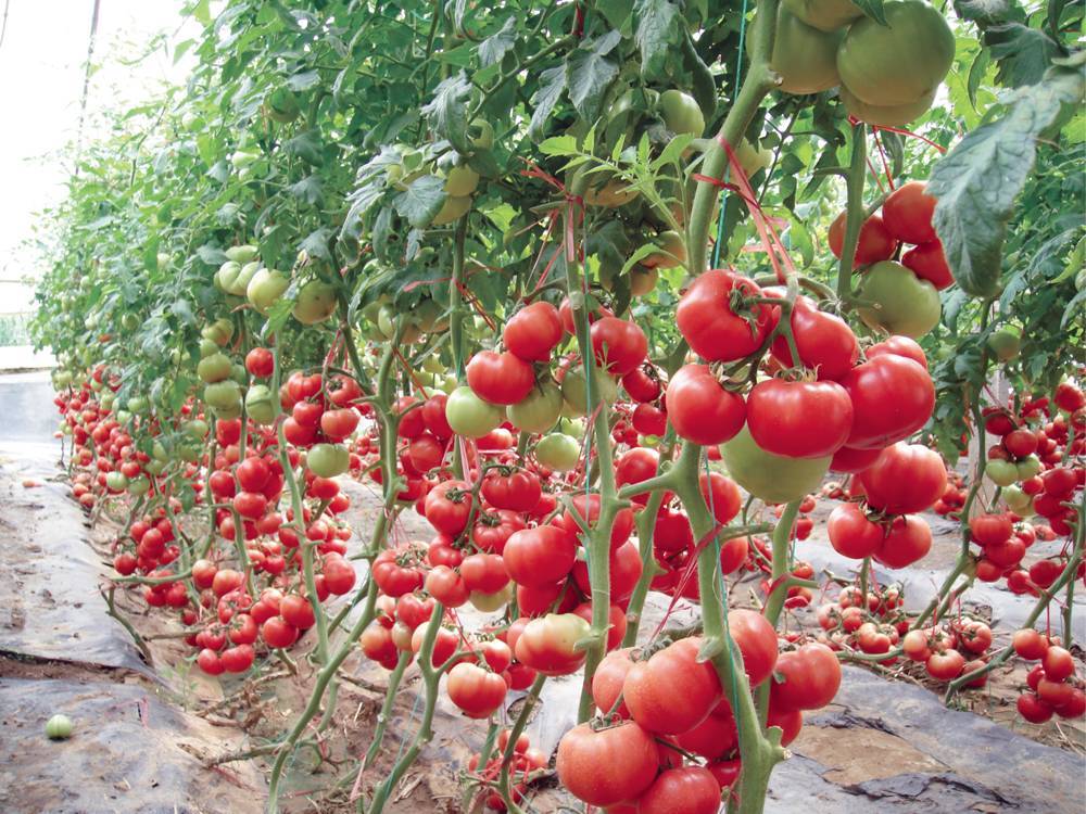 Помидорное дерево спрут f1 (11 фото). томатное дерево: выращивание в открытом грунте, в домашних условиях, фото, отзывы