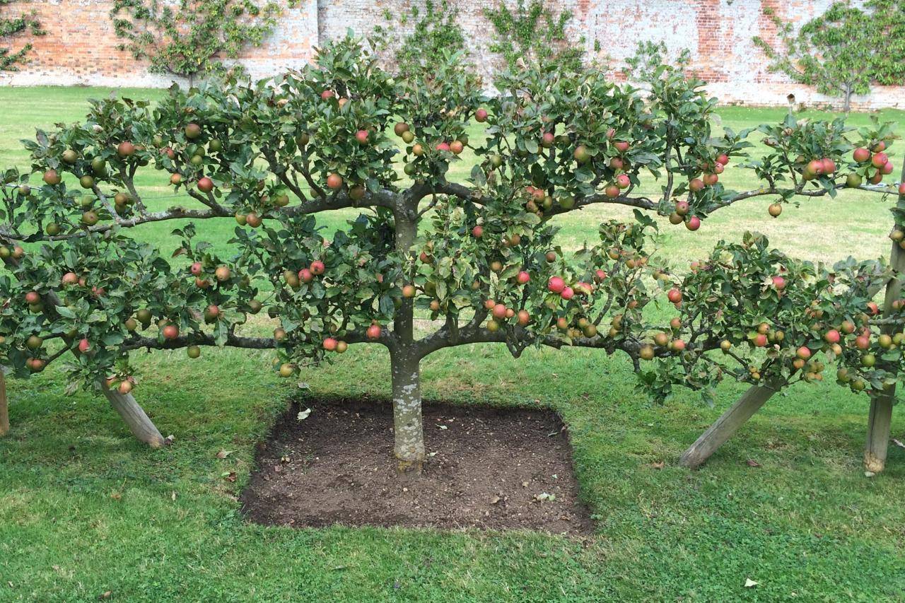 На какой год плодоносит яблоня. на какой год начинает плодоносить яблоня после посадки саженцев