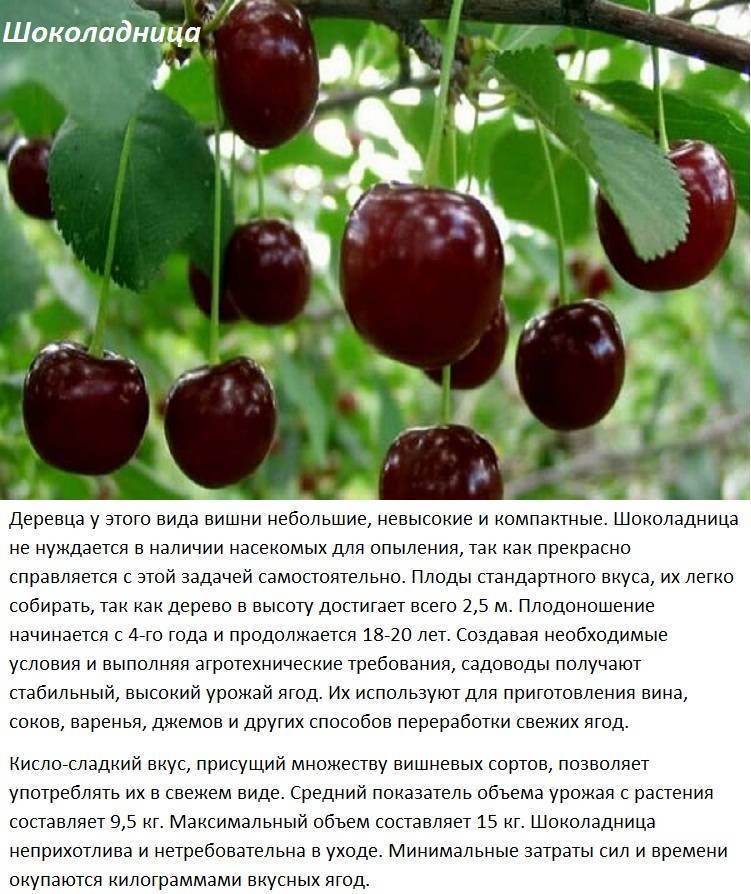 Описание сорта вишни тамарис, характеристики плодоношения и урожайность