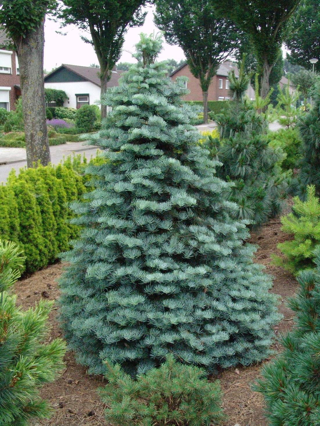 Рождественское дерево в саду — лучшие хвойные породы, виды и сорта. фото — ботаничка.ru