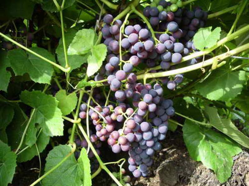 Виноград зилга: характеристики, уход, выращивание + фото и видео
