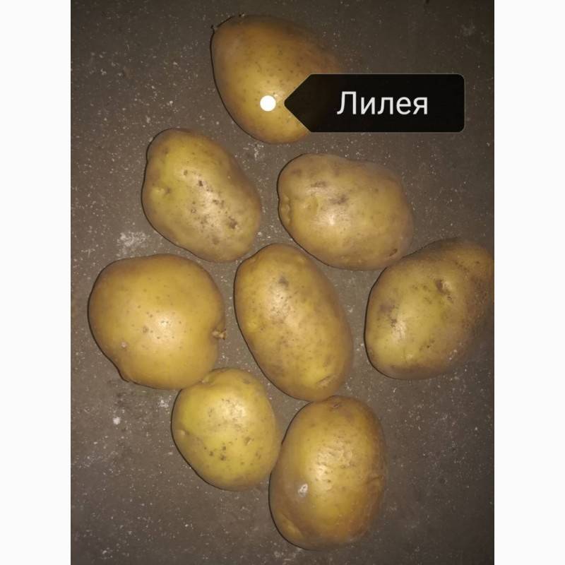 Описание и характеристика картофеля сорта Лилея, посадка и уход