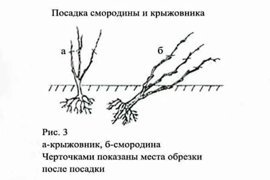 Пошаговая инструкция по посадке красной смородины, уход и выращивание
