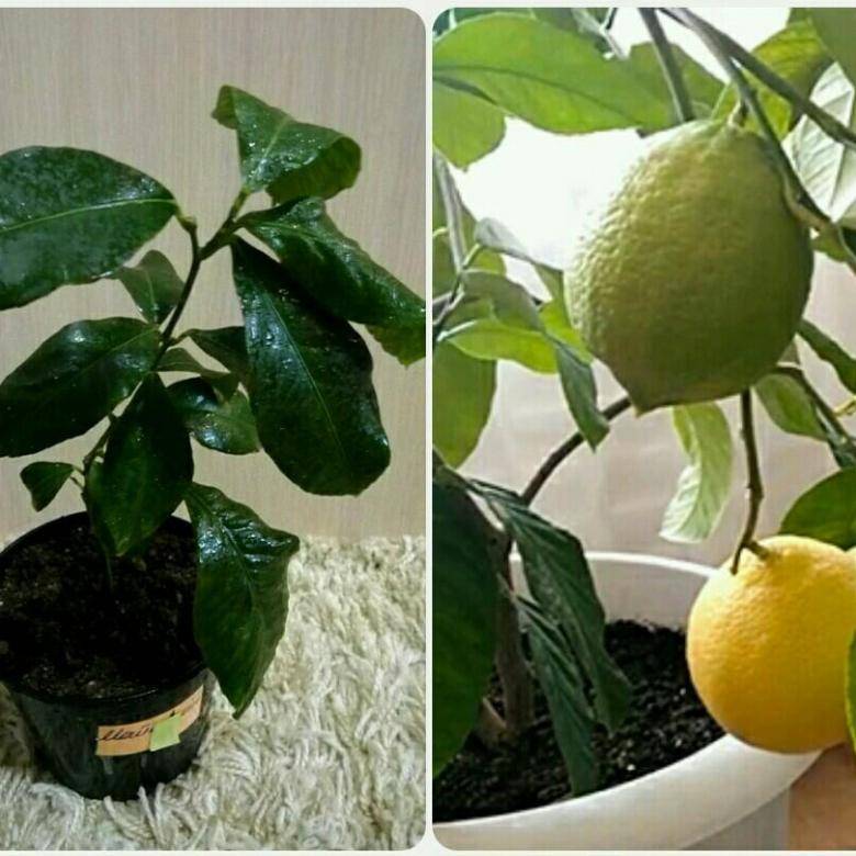 Размножение лимона черенками. фото.