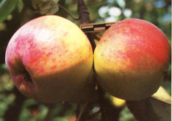 Яблоня брянское золотистое: особенности сорта и ухода