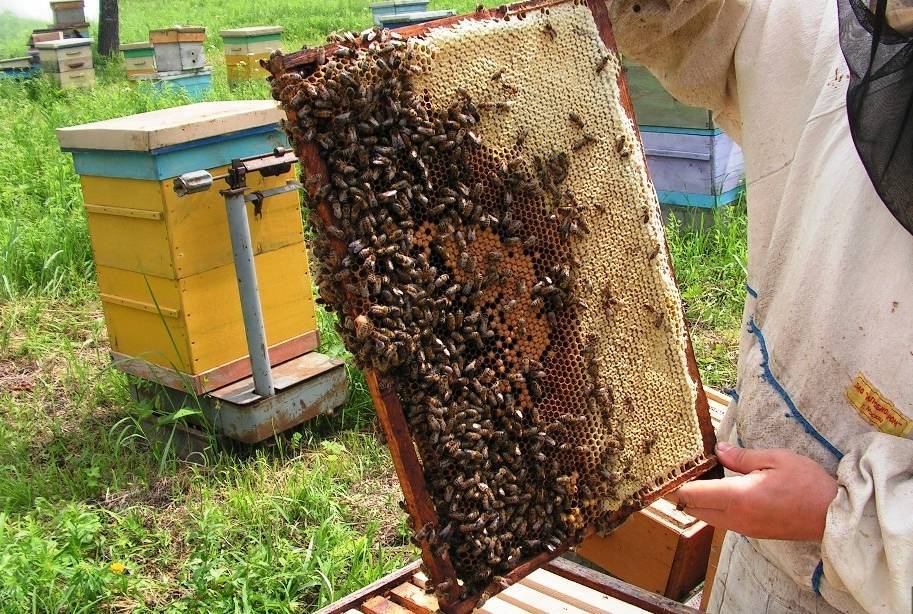 Пчелиный подмор: свойства, особенности, способ употребления