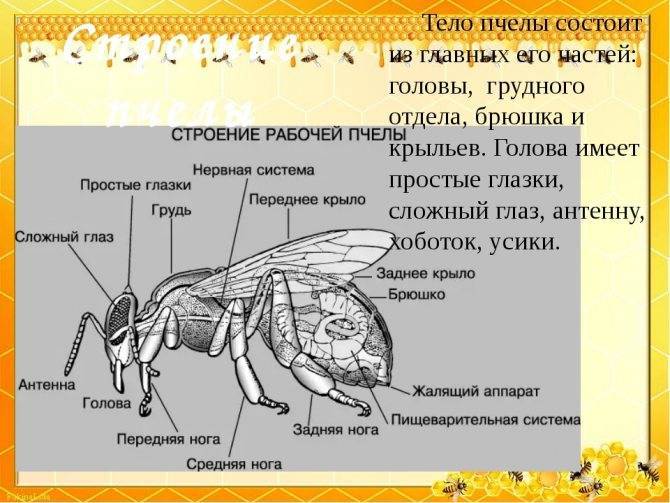 Сколько крыльев у пчел: особенности строения, внутреннее развитие, строение тела осы