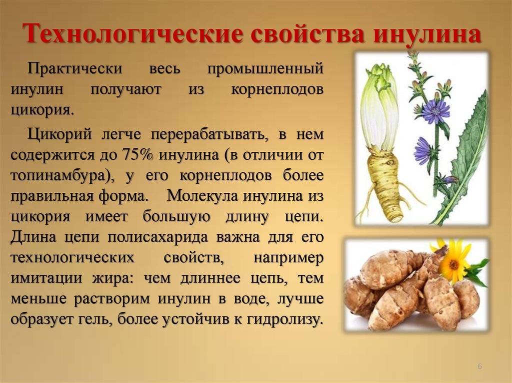 Полезные свойства цикория и его применение в народной медицине и кулинарии