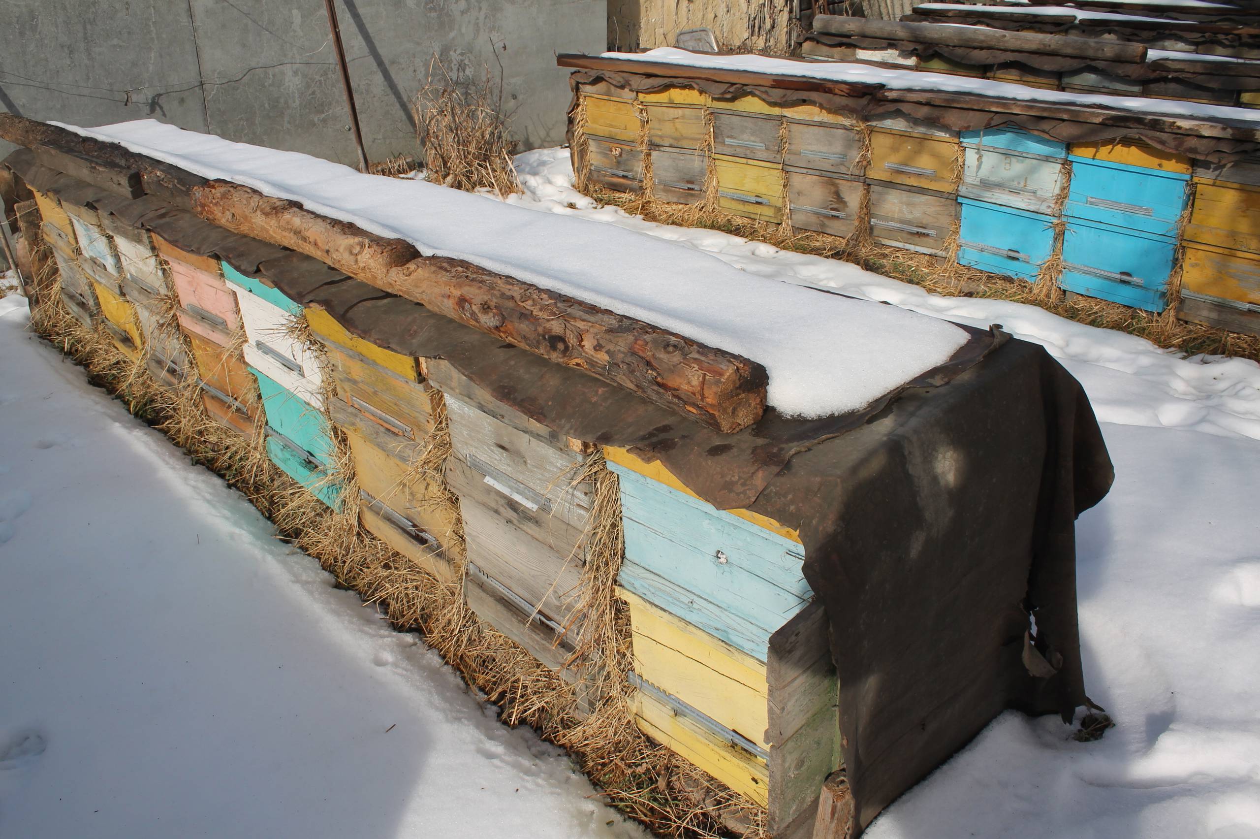 Зимовка пчел: правильная подготовка и условия успешной зимовки