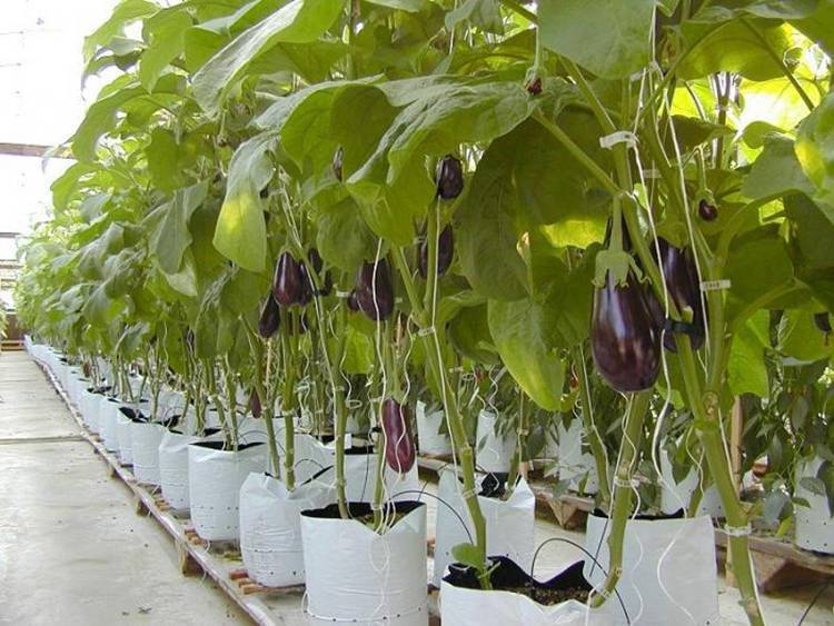 Баклажаны выращивание и уход в теплице, как ухаживать + видео: уход за баклажанами в теплице из поликарбоната » eтеплица