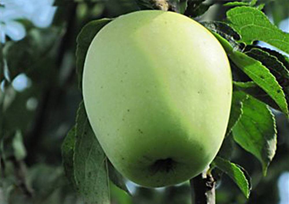 Описание сорта яблони аркад розовый: фото яблок, важные характеристики, урожайность с дерева