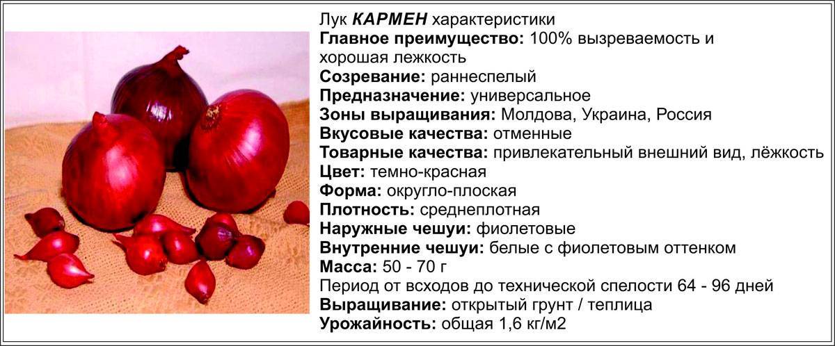 Лук кармен описание сорта отзывы