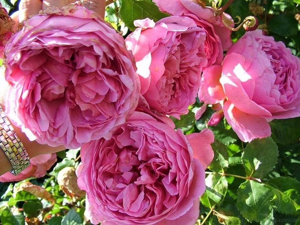 Как вырастить английские розы