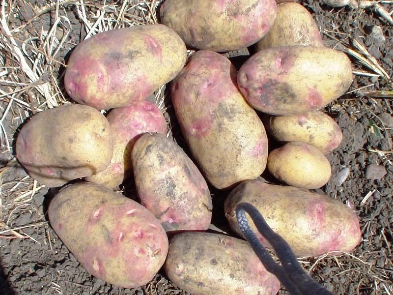 Картофель "романо" - описание и характеристики сорта