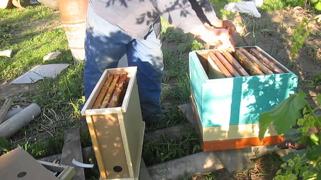 Как правильно пересадить пчел в улей