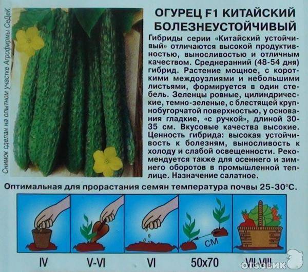 Популярные представители и как выращивать китайские огурцы