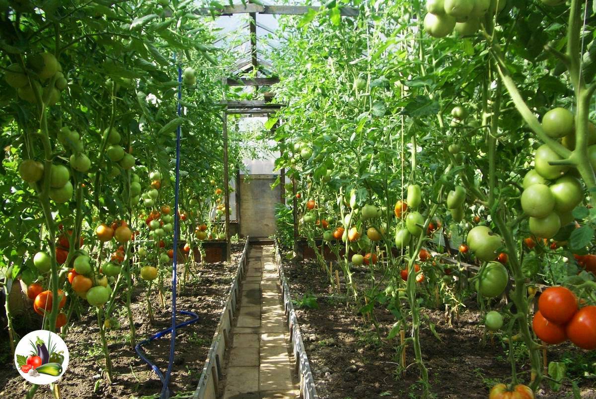 Как выбрать семена томатов для рассады для теплиц и открытого грунта видео