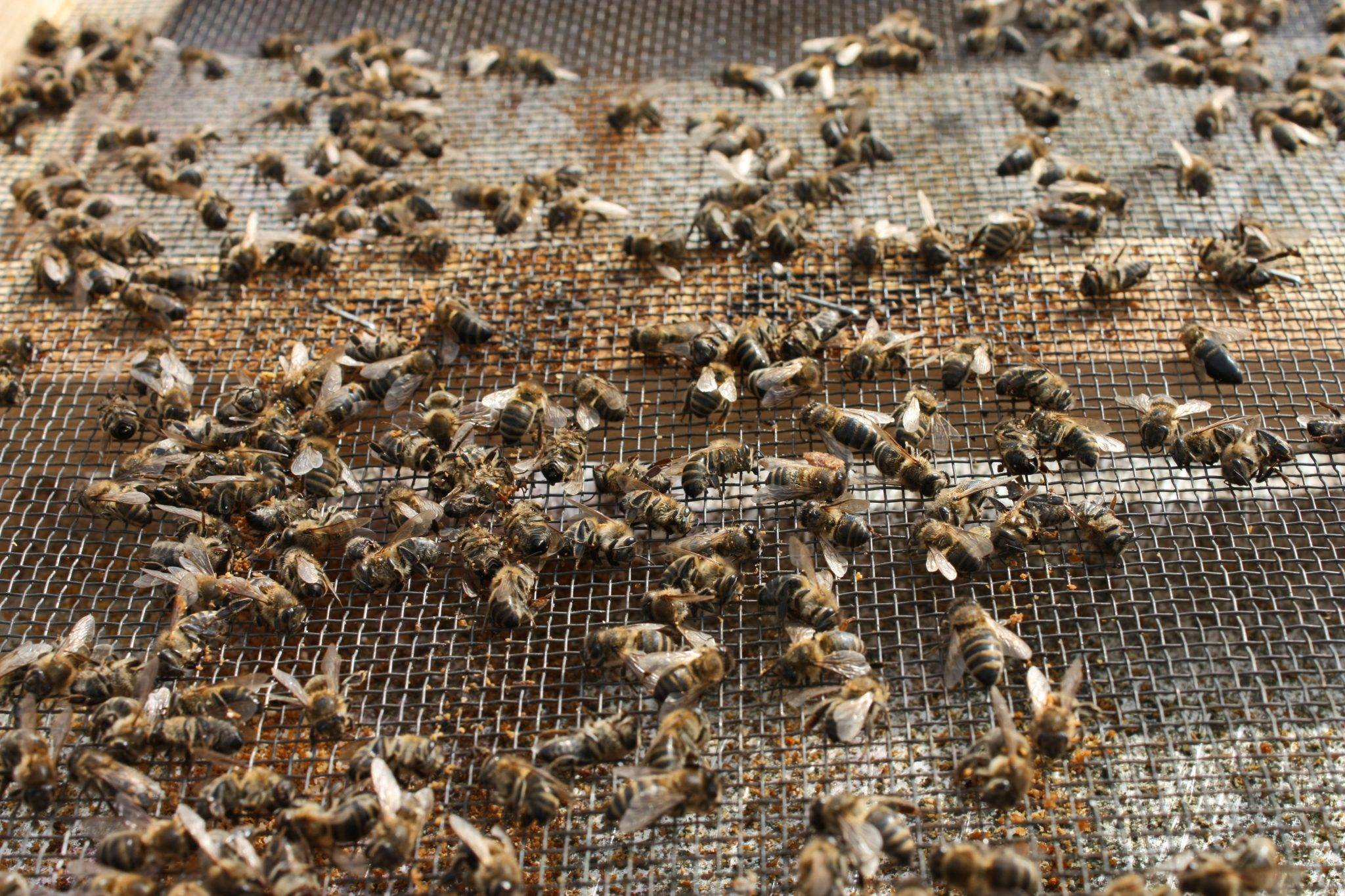 Незаразные болезни пчел | аграрный сектор