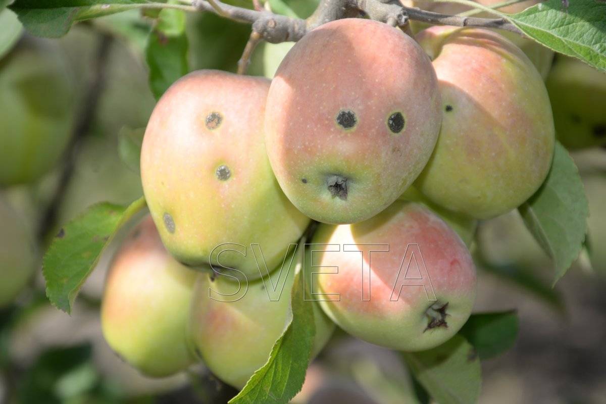 Яблоня аркадик: особенности сорта и ухода