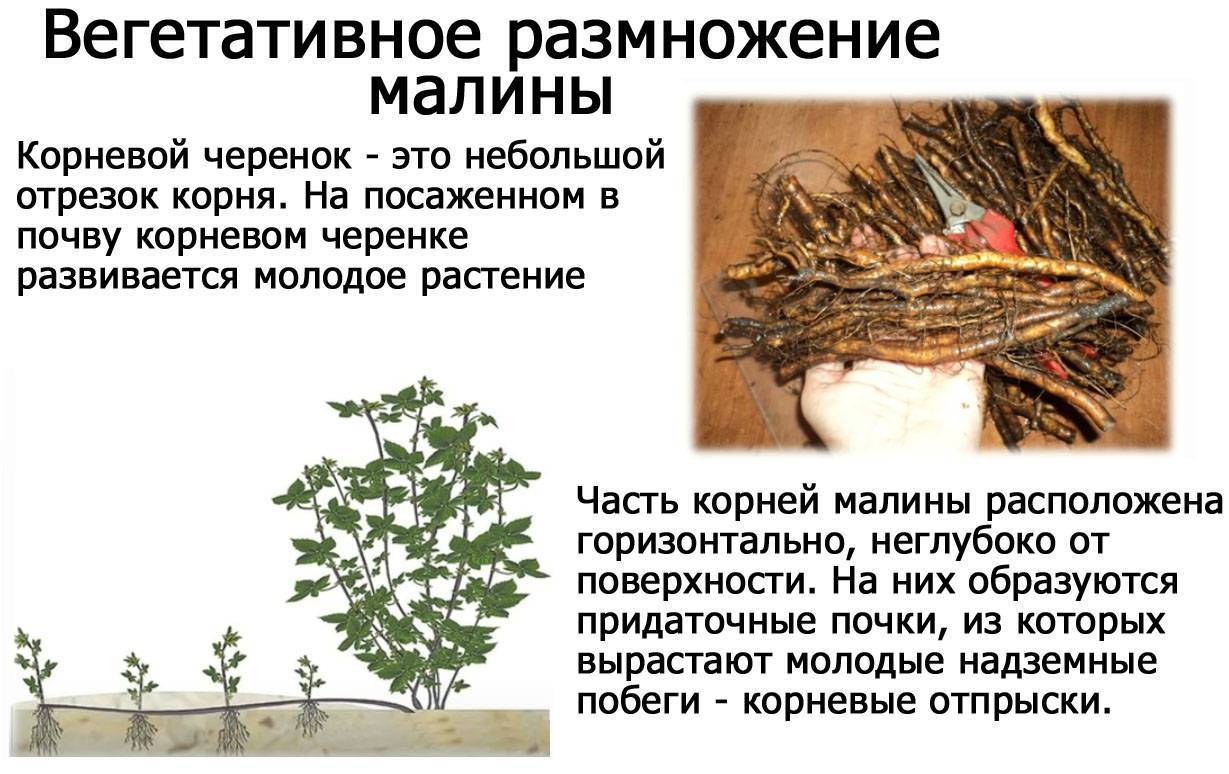 Как размножить малину: обзор способов, особенности и рекомендации :: syl.ru