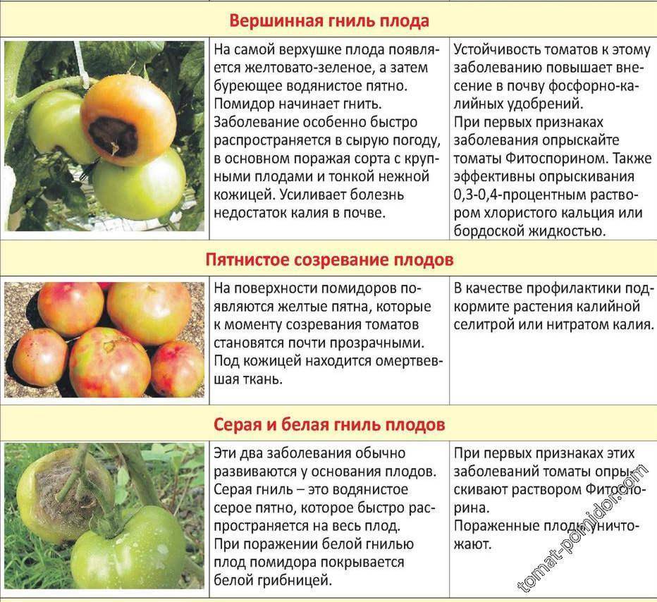 Почему падают яблоки с яблони в июле: что делать если преждевременно опадают, причины