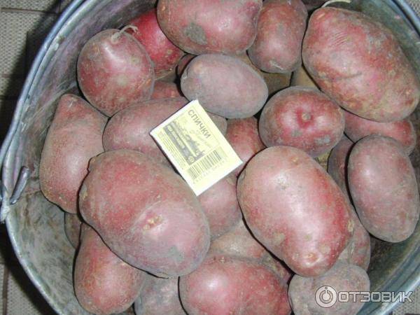 Картофель рокко – описание сорта, фото, отзывы